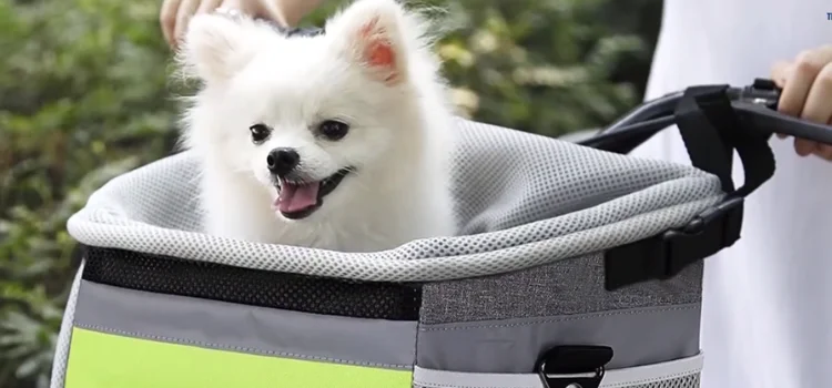 Bike with a Dog in a Basket